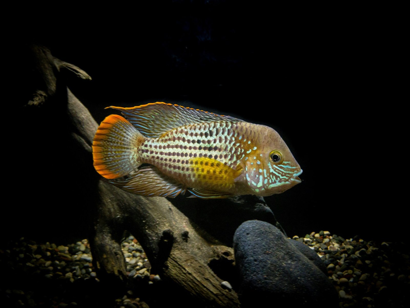 ciclido